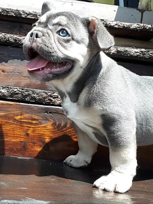 Mâle Bleu Tan